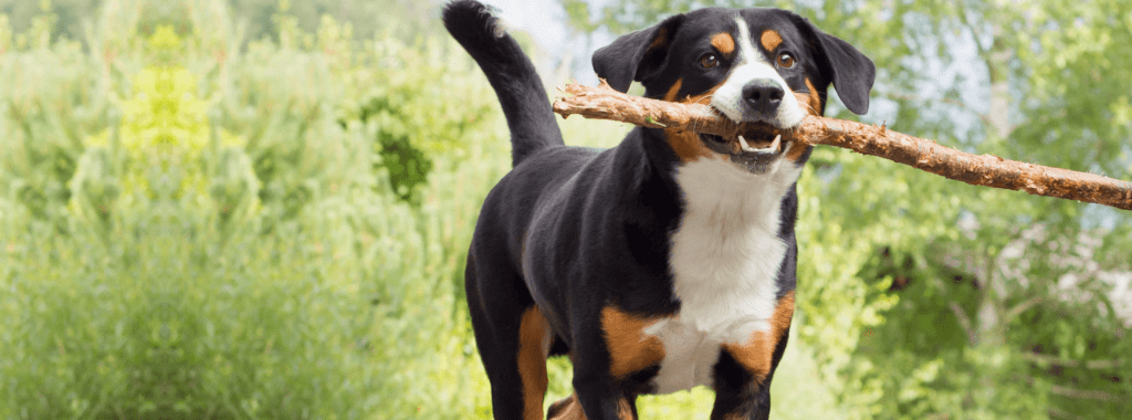 dog with stick in mouth