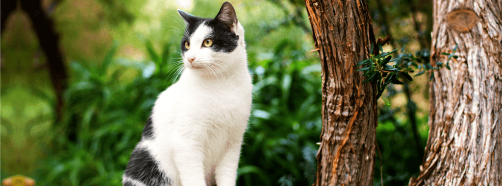 A black and white cat